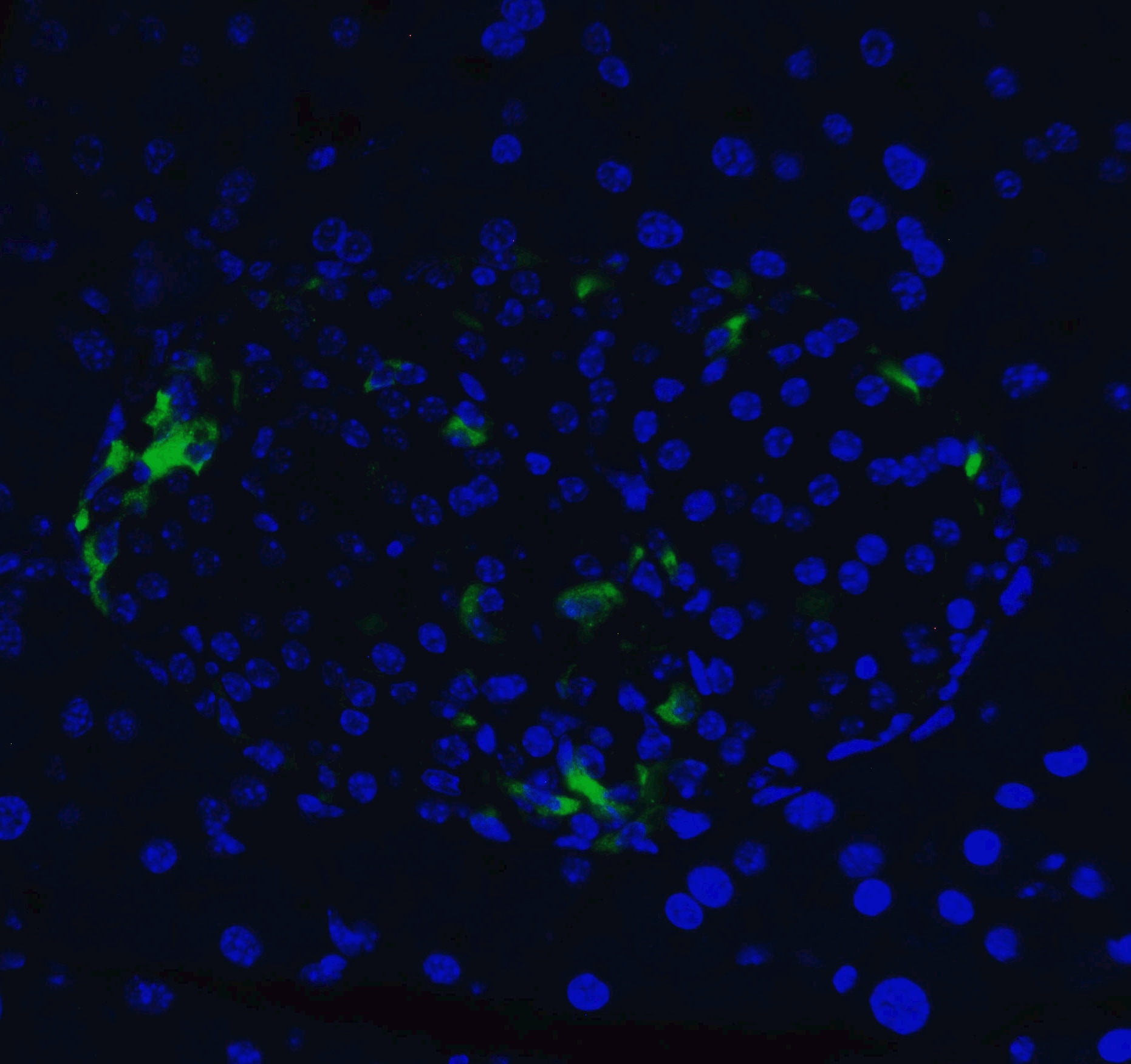 XBP1 Antibody - BSA Free
