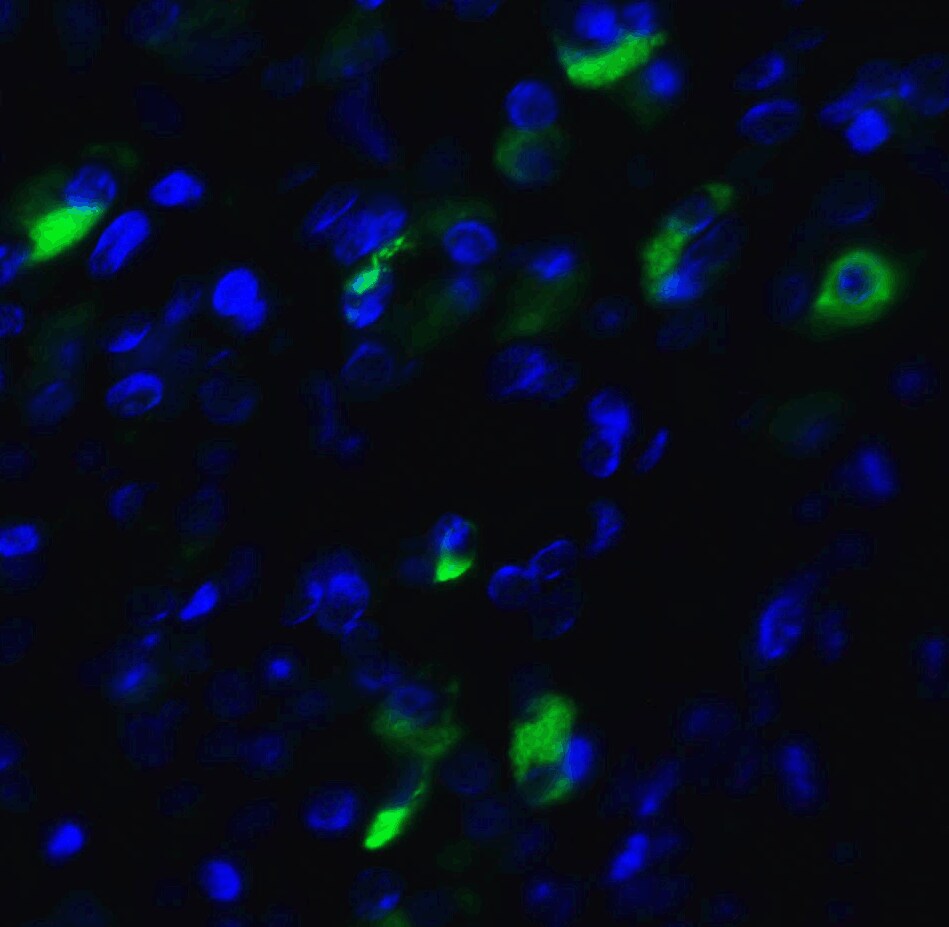 XBP1 Antibody - BSA Free