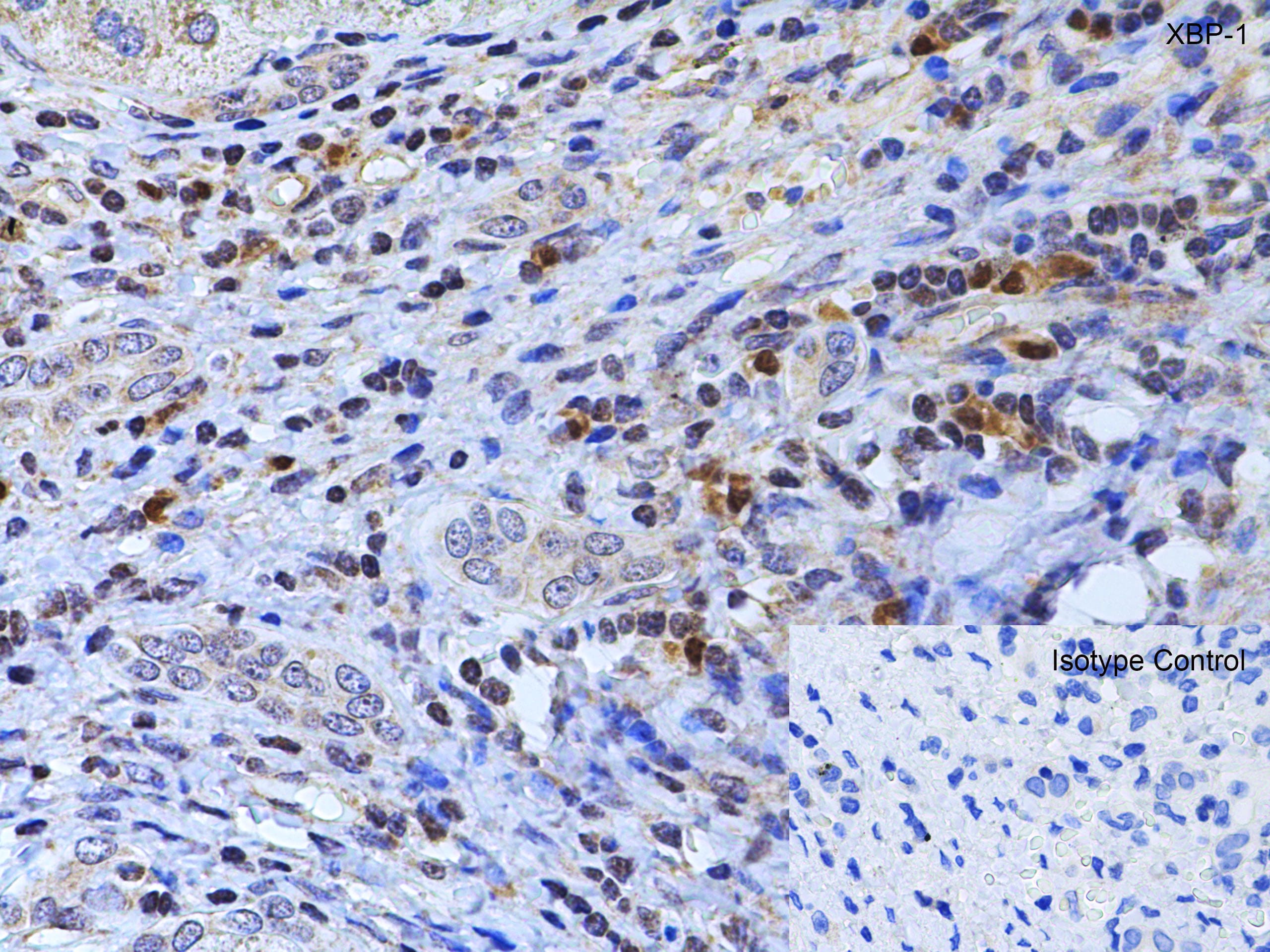 XBP1 Antibody - BSA Free