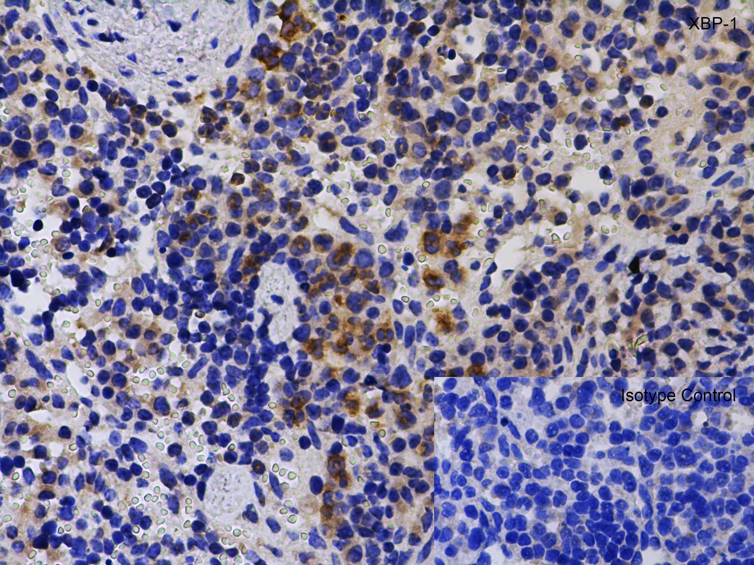 XBP1 Antibody - BSA Free