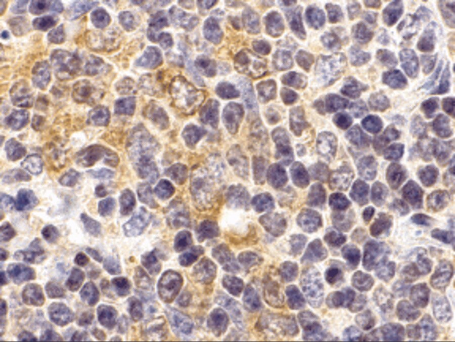 TLR9 Antibody - BSA Free