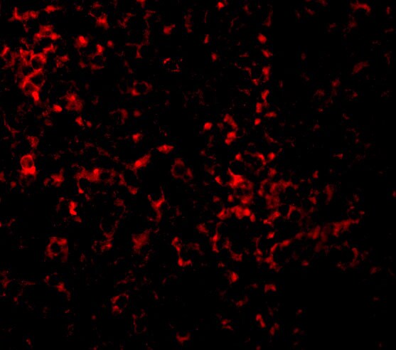 TLR9 Antibody - BSA Free