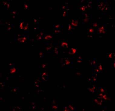 IL-23A/IL-23 P19 Antibody - BSA Free