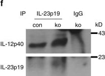 IL-23A/IL-23 P19 Antibody - BSA Free