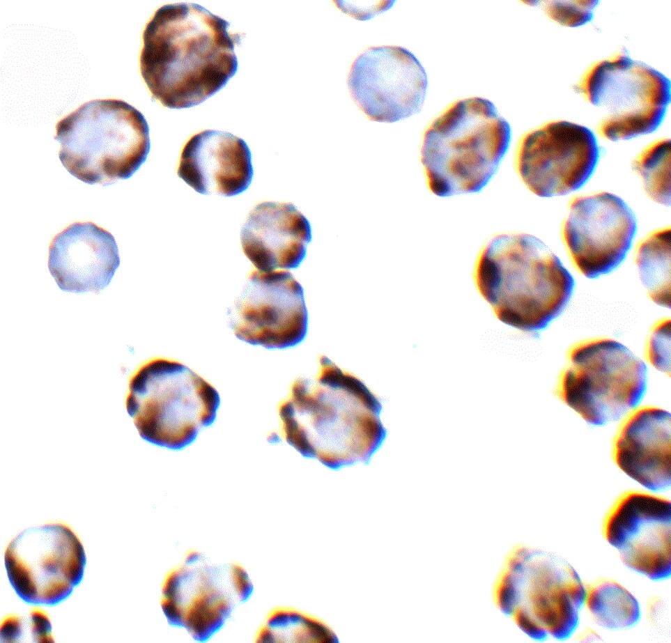 TRPC6 Antibody - BSA Free