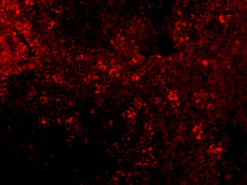 IRF7 Antibody - BSA Free