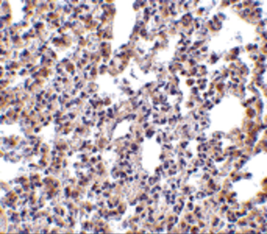 PKR Antibody - BSA Free