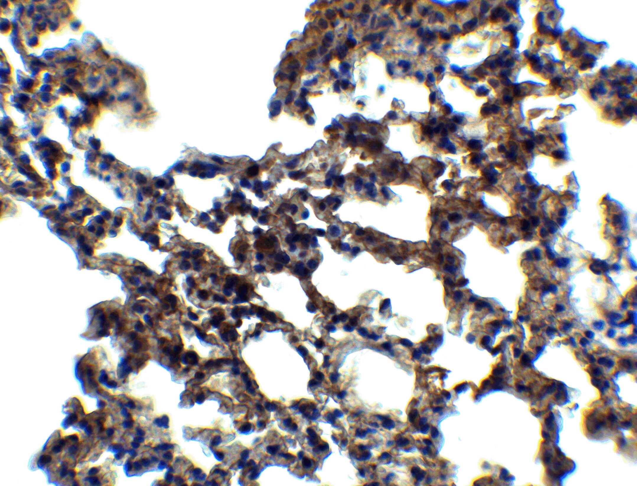 PKR Antibody - BSA Free