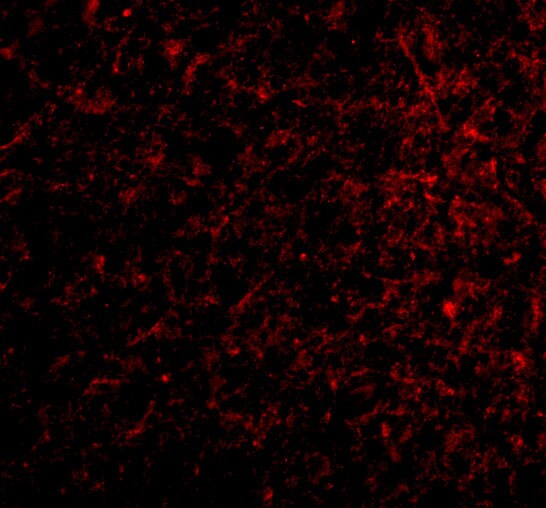Nicastrin Antibody - BSA Free