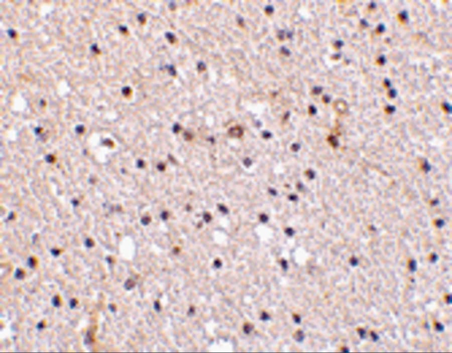 Nicastrin Antibody - BSA Free