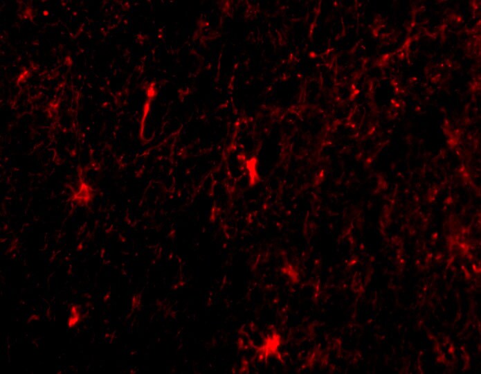 Nicastrin Antibody - BSA Free