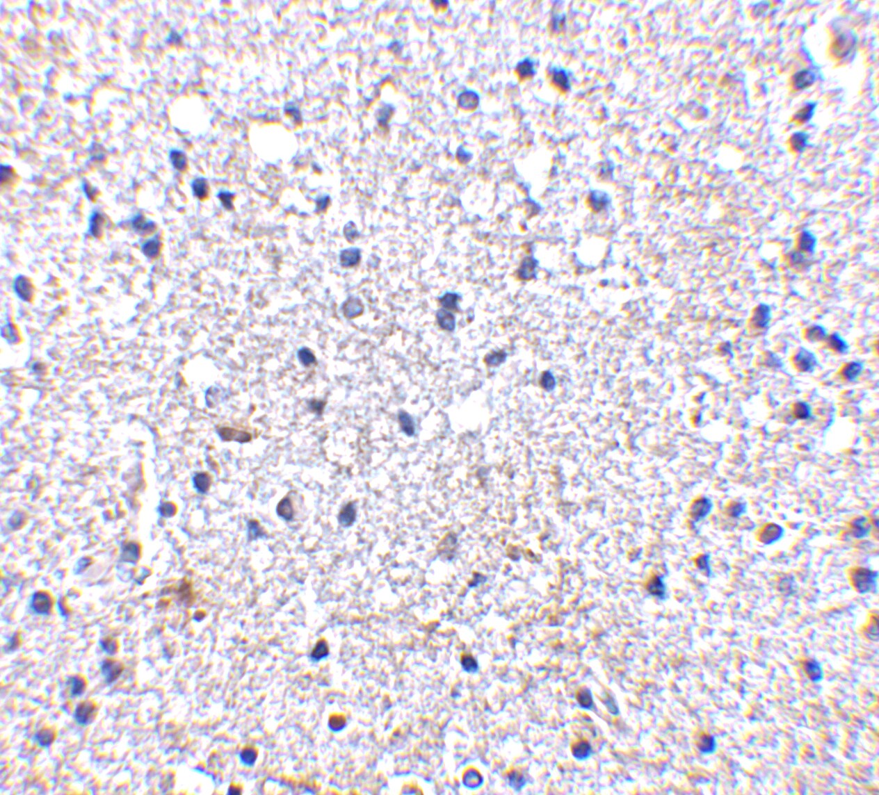 SCO1 Antibody - BSA Free