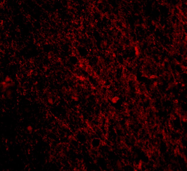 SCO1 Antibody - BSA Free