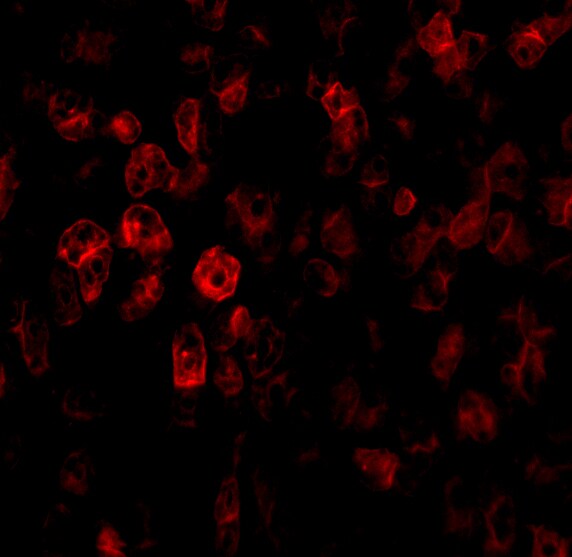 SCO2 Antibody - BSA Free