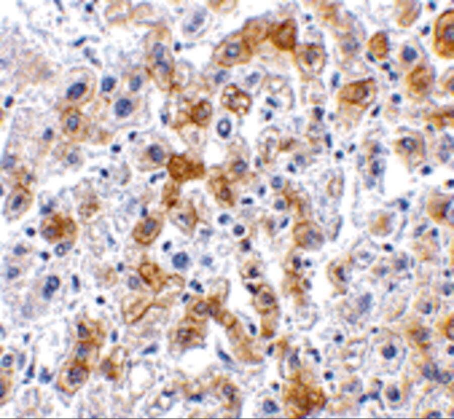 SCO2 Antibody - BSA Free