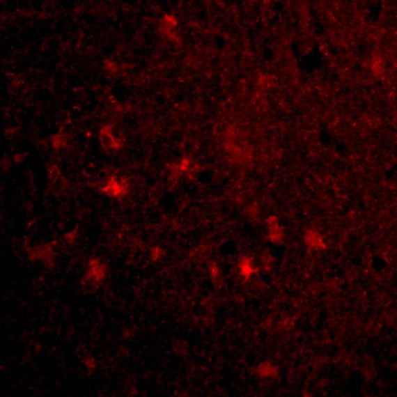 MAVS Antibody - BSA Free