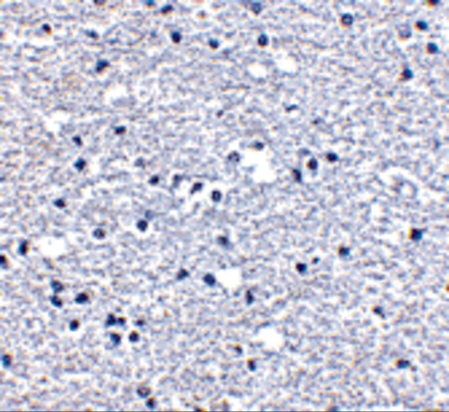PD-1 Antibody - BSA Free