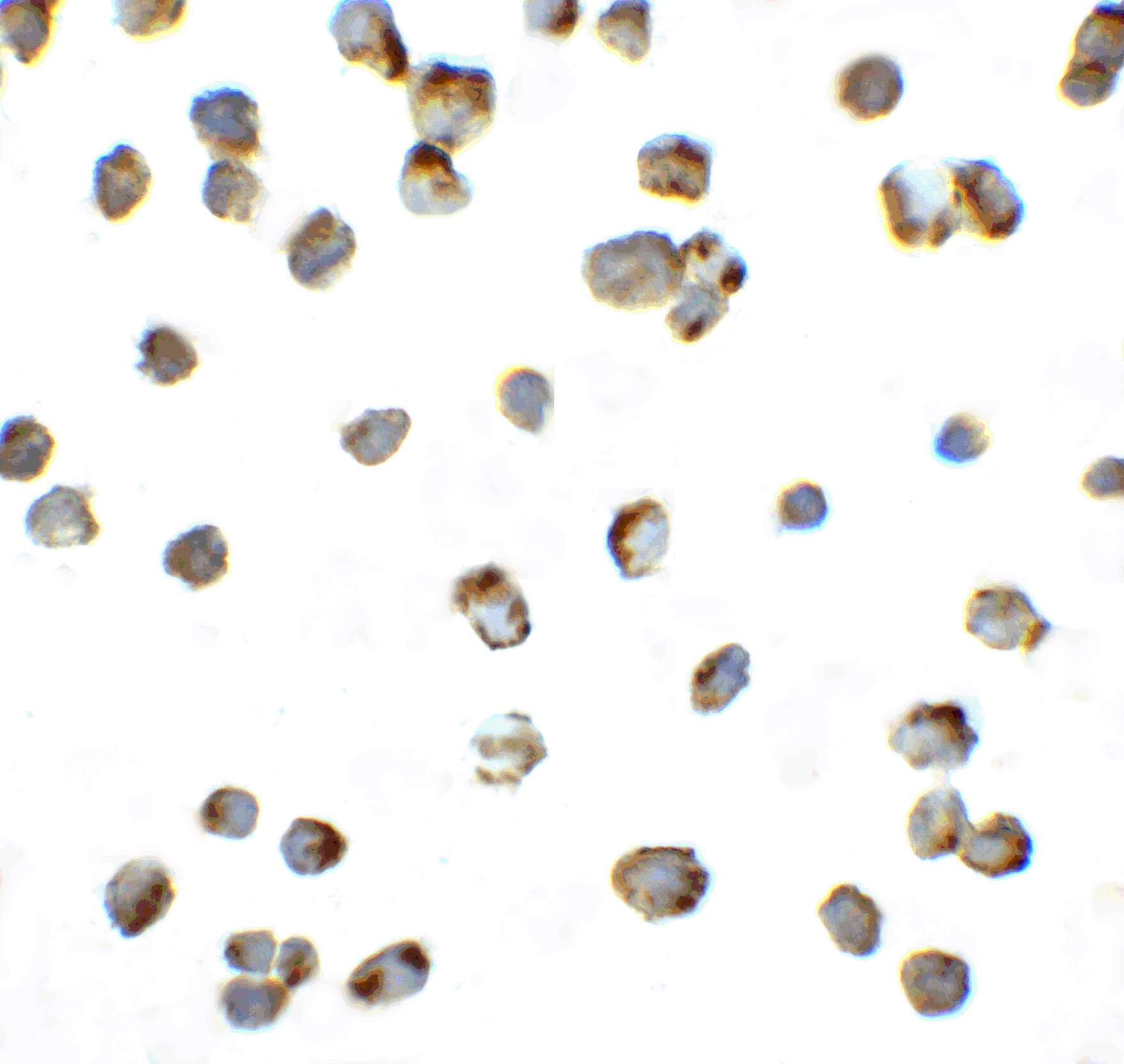 PD-1 Antibody - BSA Free