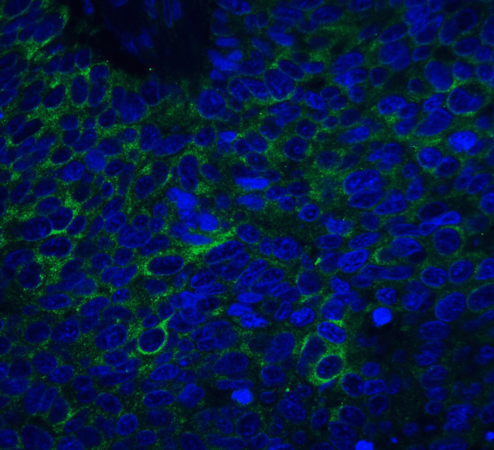 Neuritin Antibody - BSA Free