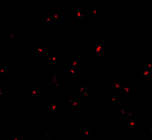 Orai2 Antibody - BSA Free