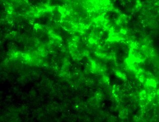 DC-SIGN/CD209 Antibody - BSA Free