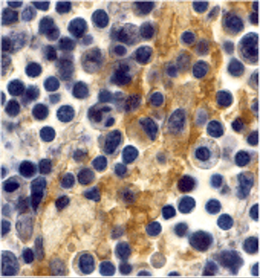 DC-SIGN/CD209 Antibody - BSA Free