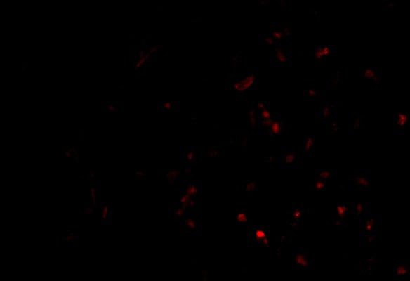 TEP1 Antibody - BSA Free