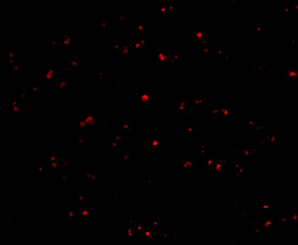 IFN-beta Antibody - BSA Free