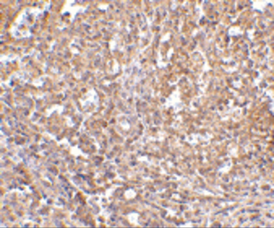 Orai1 Antibody - BSA Free