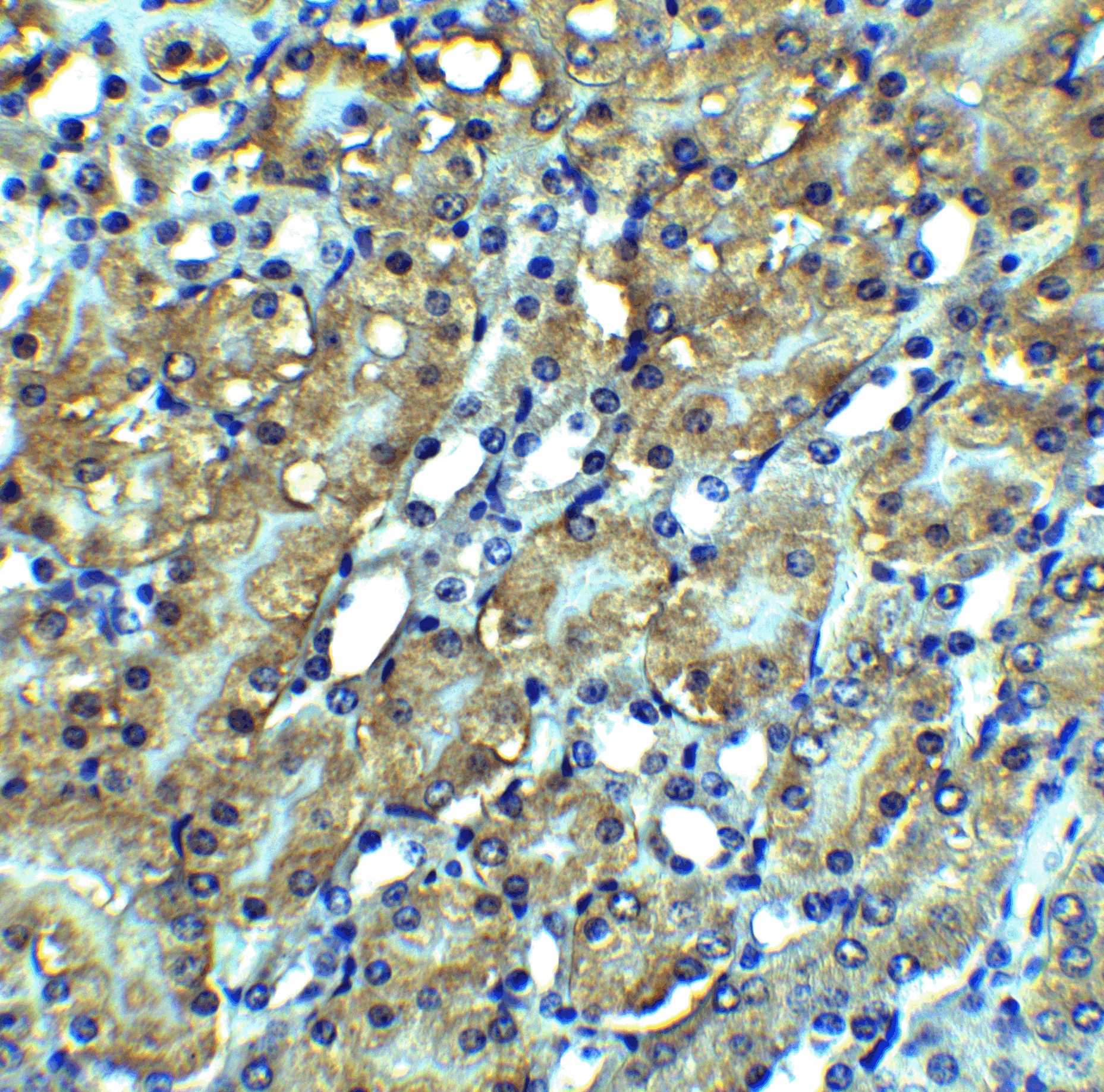 RIPK3/RIP3 Antibody - BSA Free