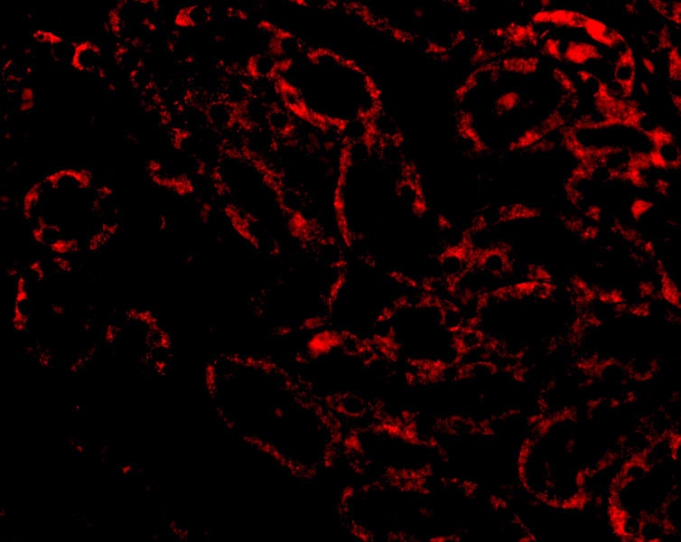 RIPK3/RIP3 Antibody - BSA Free