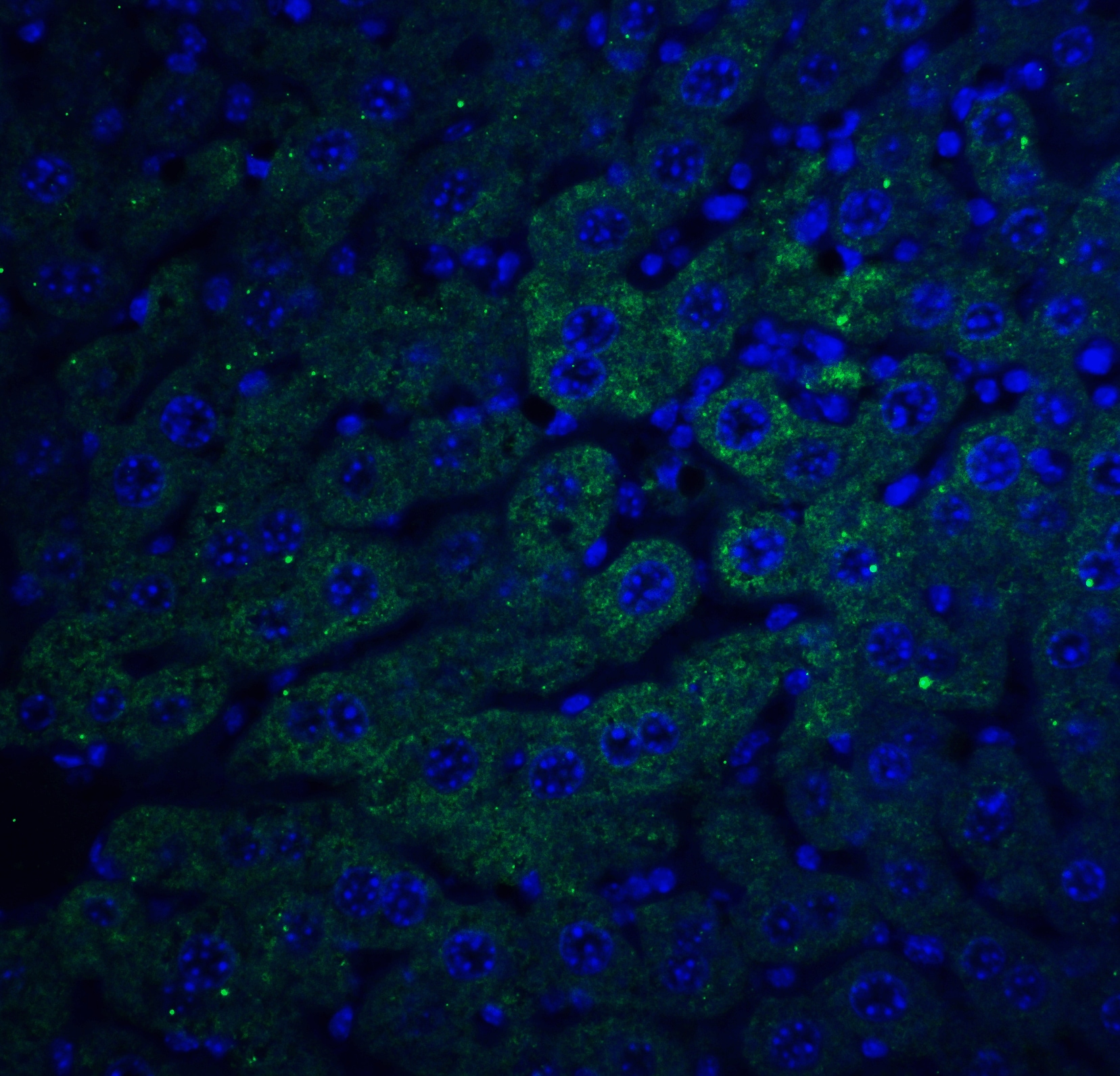 FEM1B Antibody - BSA Free