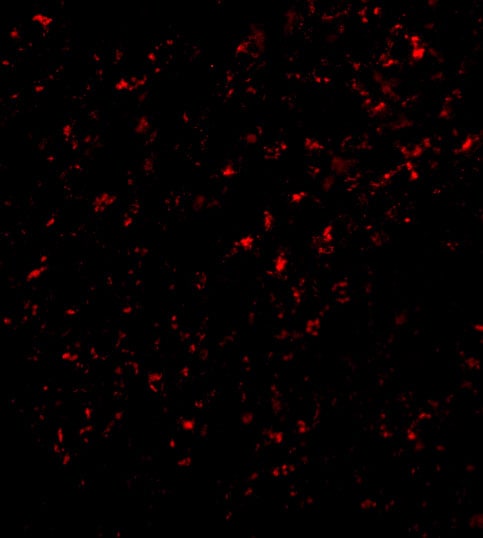 FEM1B Antibody - BSA Free