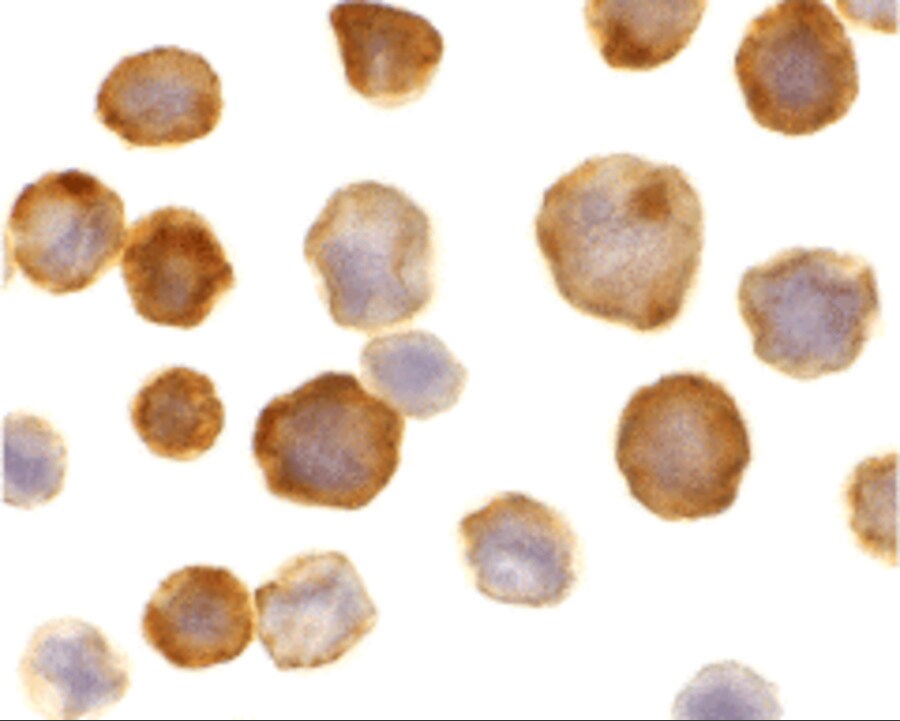 FLASH Antibody - BSA Free