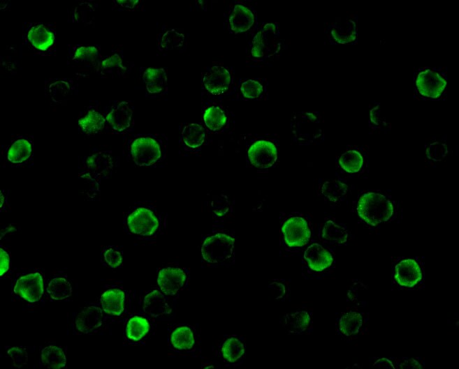 FLASH Antibody - BSA Free