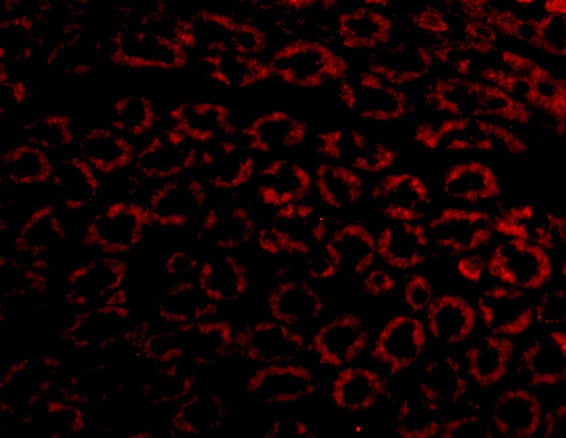 Nephrin Antibody - BSA Free