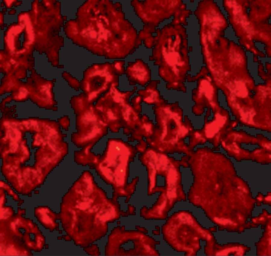 SNW1 Antibody - BSA Free
