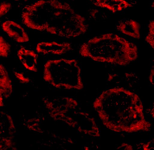 SKI Antibody - BSA Free