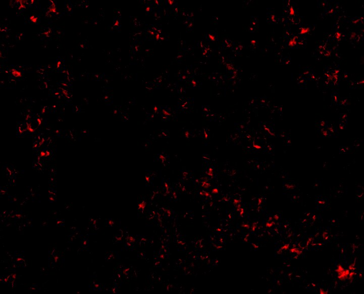 SnoN Antibody - BSA Free