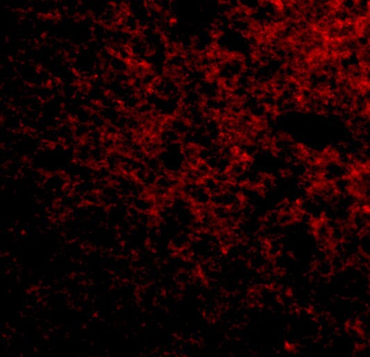 SP110 Antibody - BSA Free