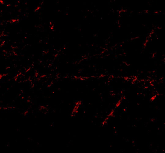 Lgi1 Antibody - BSA Free