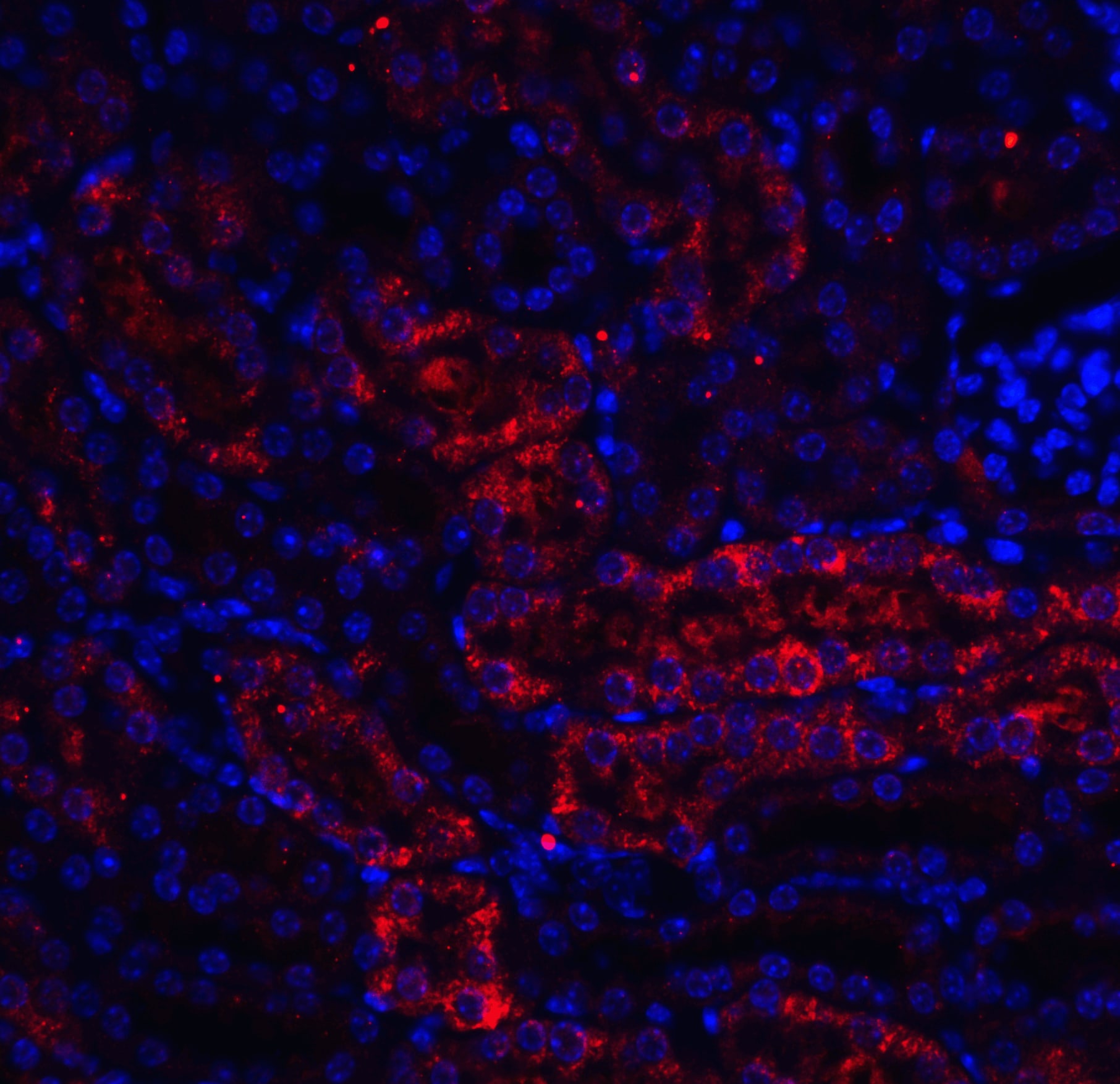DDIT4 Antibody - BSA Free