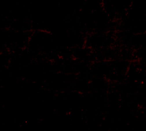 HAPLN2 Antibody - BSA Free