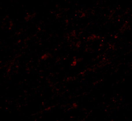 Lass5 Antibody - BSA Free