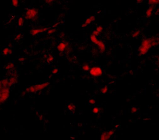Neudesin Antibody - BSA Free