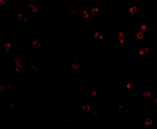 Integrin alpha 4/CD49d Antibody - BSA Free