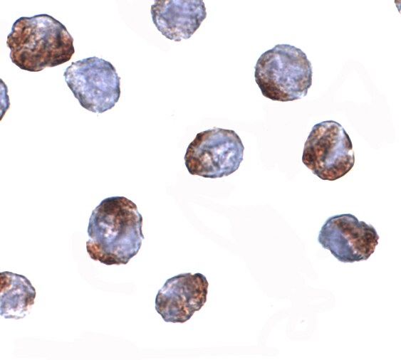 METTL7A Antibody - BSA Free