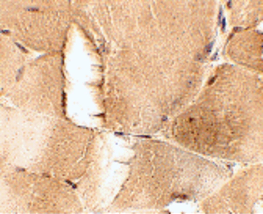 JPH1 Antibody - BSA Free