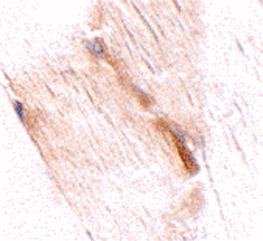 GBAS Antibody - BSA Free