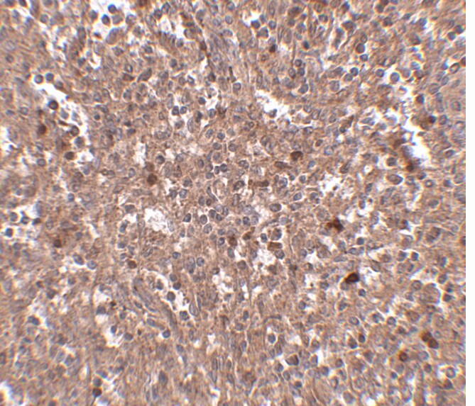 PIGY Antibody - BSA Free